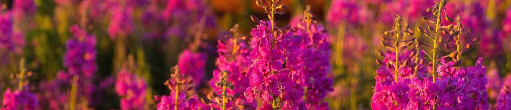 purple stacked blossoms, fireweed plant